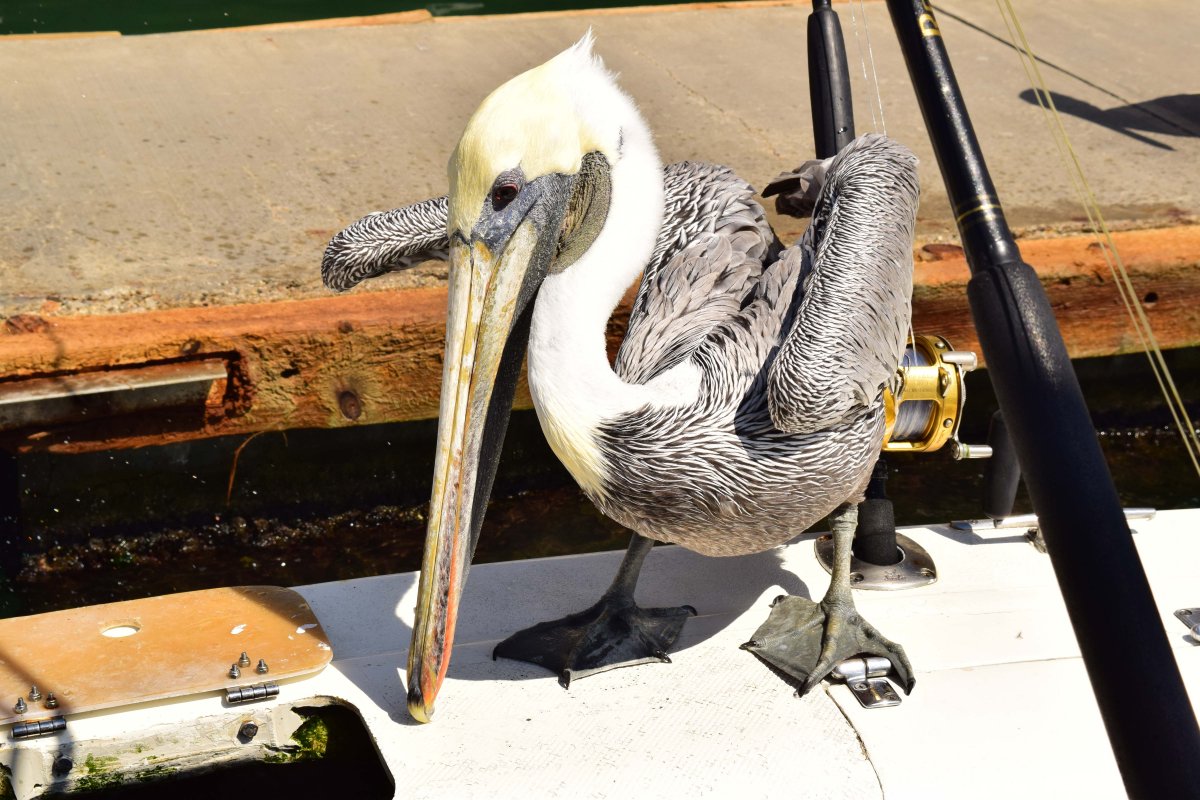 Cabo San Lucas Harbor Pelican - Welcome Cabo Vacation Rentals